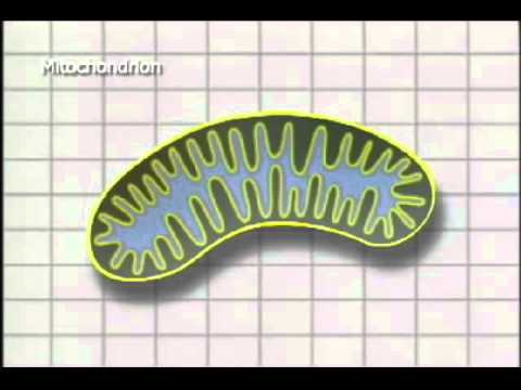 ენერგეტიკული ცვლა