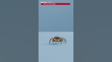 Jumping Spider vs Black Widow Spider vs The Giant Huntsman Spider