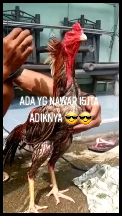 ayam papan atas #short Hobimahbebasboskuh#ayambangkok #pakoybrutal #fyp#brakot #pargoy