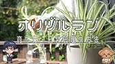 オリズルランの育て方 ハイドロカルチャー Youtube