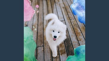 Pulsating Backdrops for Dog Training Day