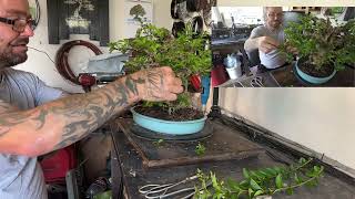 Discover the Art of Pruning and Restyling Privet Bonsai