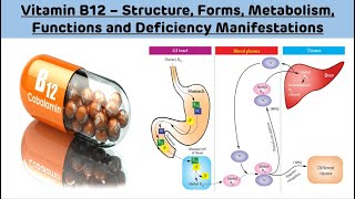 Vitamin B12 - Structure, Forms, Metabolism, Functions and Deficiency || Vitamin B12 Biochemistry