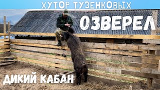 ОН ПОЧУВСТВОВАЛ ЗАПАХ САМКИ. Клетка для перевозки свиньи. Жизнь на заброшенном хуторе