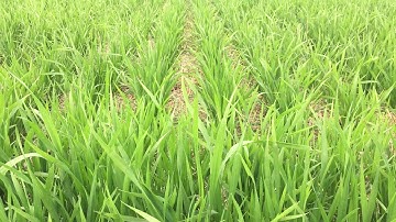 A no till wheat crop