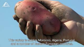 Manitou - AGRICO SEED POTATO VARIETIES