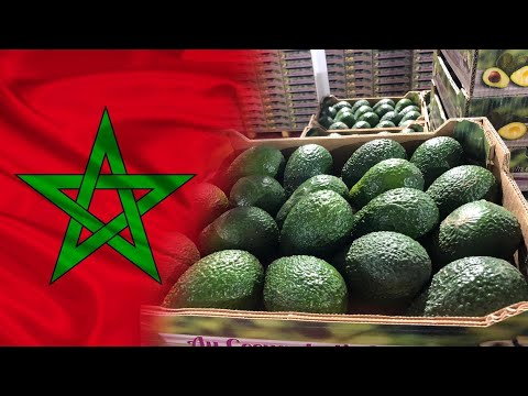 المغرب يصدر 42 ألف طن من الأفوكا في 3 أشهر إلى الأسواق الأوروبية و يطمح للمزيد