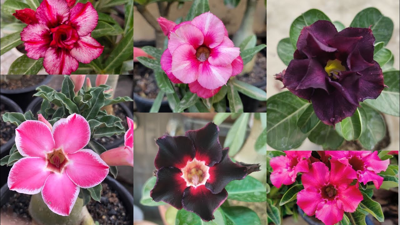 Buy Adenium Plants Online From Best Seller Of India Cheapest Adenium