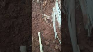 Como achar ouro após enxurradas - #shorts