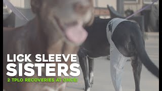 Lick Sleeve Recovery ep 1.01 | Lick Sleeve Sisters: Two TPLO Knee Surgery Recoveries At Once!