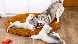 Husky Became a Babysitter for Little Puppies