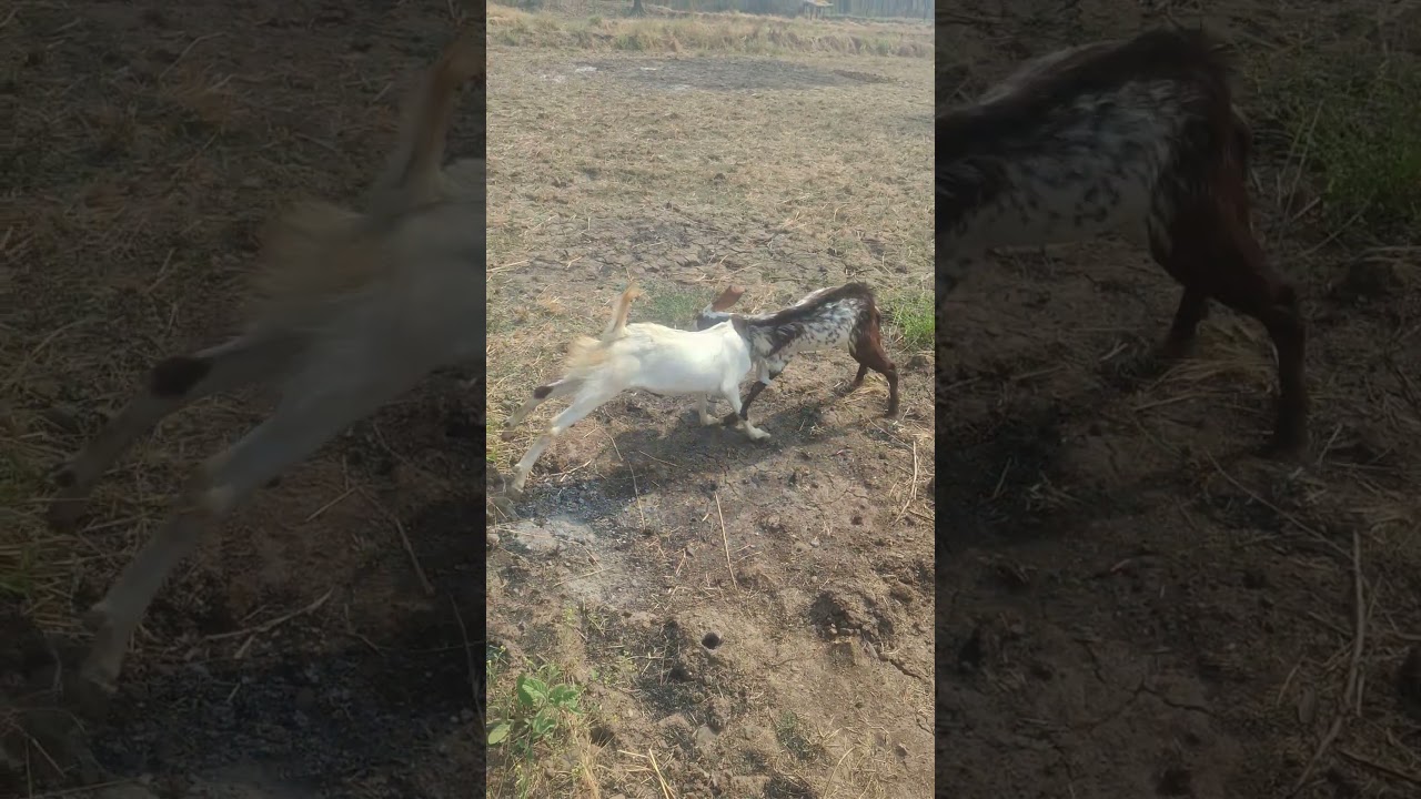 KVS Lottery ResultList 2026 Kaise DekheBalvatikaClass 1Pre PostWaiting Confirm Difference Kya - YouTube Auto PHP Script