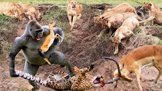 Rare Sight... Fierce Baboon Attacks Cheetah To Save Impala - Baboon Vs Cheetah