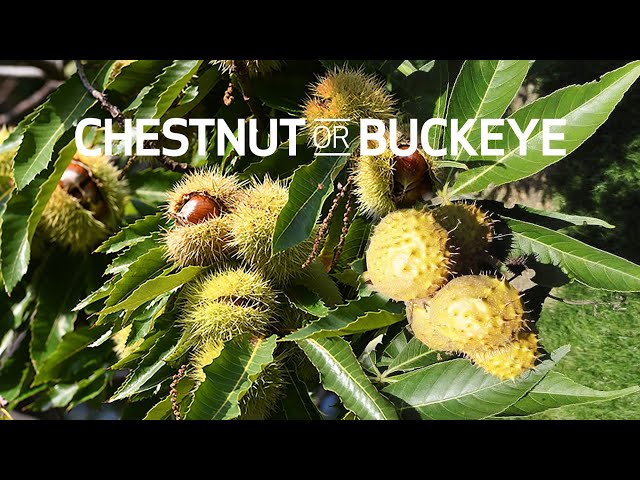 What is the Difference Between a Chestnut and a Buckeye? class=