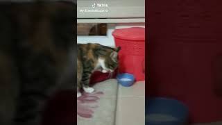 Et Balık Kelle Bunlar Yenir Elle