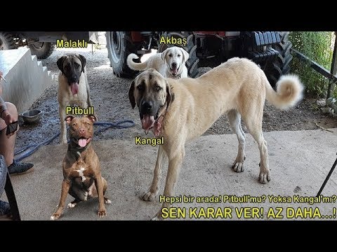 Pitbull Kangal Akbas Malakli Terrier Pitbull Mu Kangal Mi Karar Ver Kopek Ciftligi Youtube