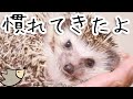 １か月手のにおいを嗅がせて段々慣れてくるとこんな感じ！ハリネズミ　慣れさせ方懐かせ方
