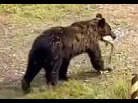 さけ獲り熊 hqdefault.jpg