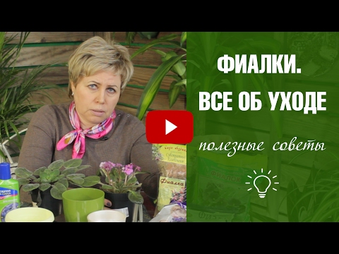Фиалка в домашних условиях 🌼 Правила выращивания и ухода  🌼 Фиалки ликбез с Хитсад