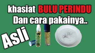 khasiat bulu perindu dan cara pakainya