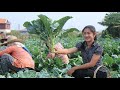 Chinese Broccoli Cooking / Chinese Broccoli With Noodle Recipe / Prepare By Countryside Life TV.