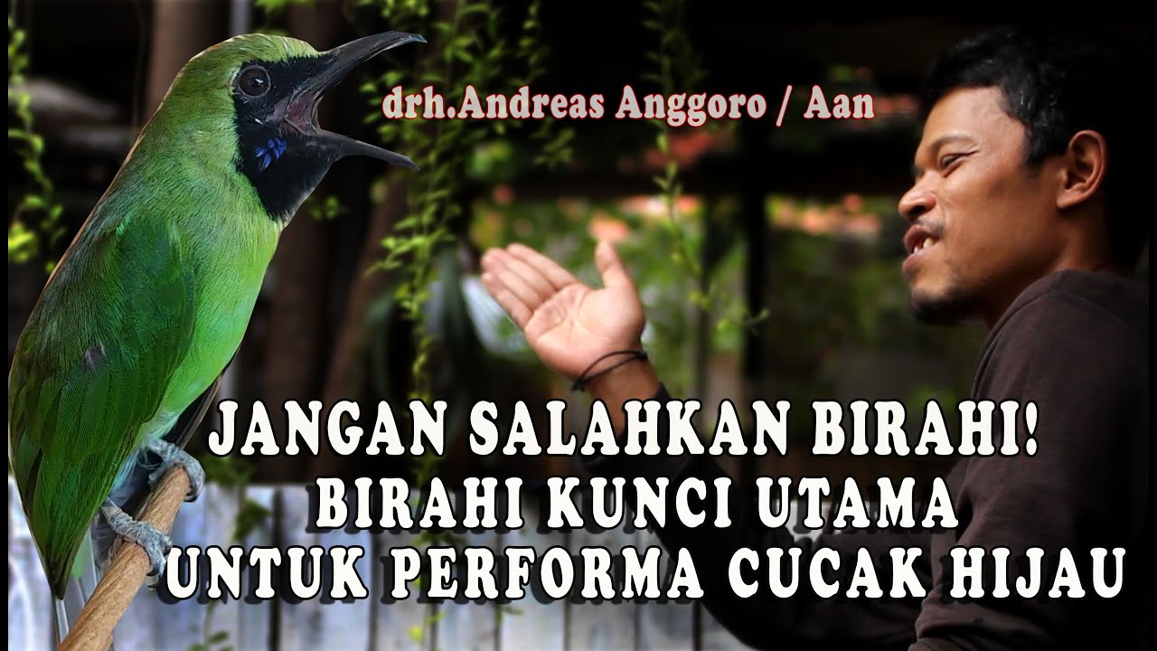 TIPS! Manajemen Birahi Pada Cucak Hijau, Agar Tampil Maksimal Di Gantangan Oleh drh.Andreas