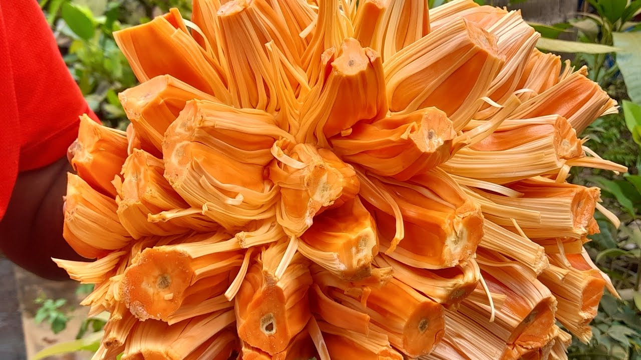 |ಡೆಂಗ್ ಸೂರ್ಯ ಹಲಸು!||ಥಾಯ್ಲಾಂಡ್ ಮೂಲದ ಕೆಂಪು ಹಲಸು||Daeng Soorya Jackfruit|