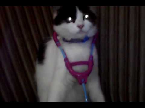 Kucing anggora