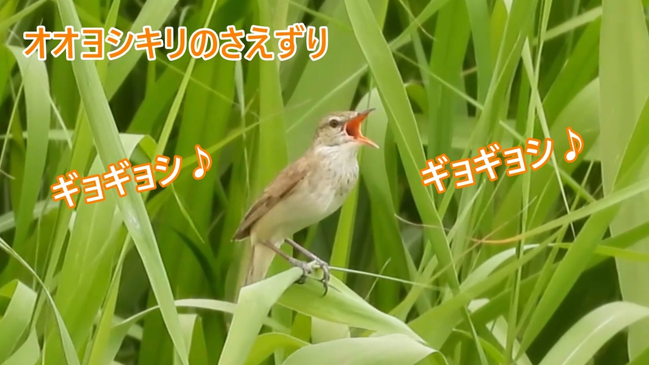 すごい鳴き声の鳥】夏の風物詩オオヨシキリのさえずり♪ Nikon COOLPIX