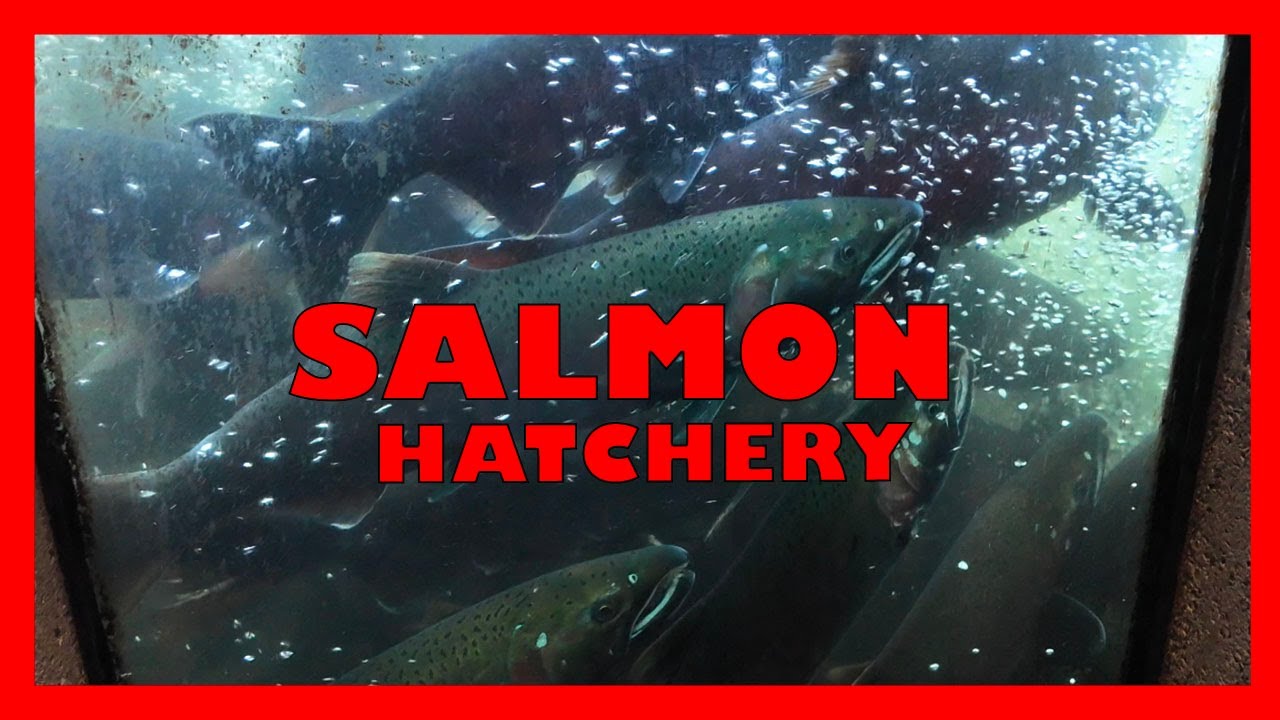 Посещение лососевого хозяйства Capilano Salmon Hatchery