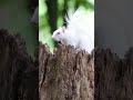 Albino squirrel Barry White ousted by rival