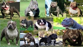 Top 11 Infamous American Bullys You Need To Know!!! by 2 Pitbulls 1,199 views 7 years ago 19 minutes