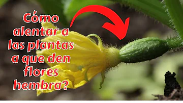 ¿Hay que quitar las flores masculinas de los pepinos?