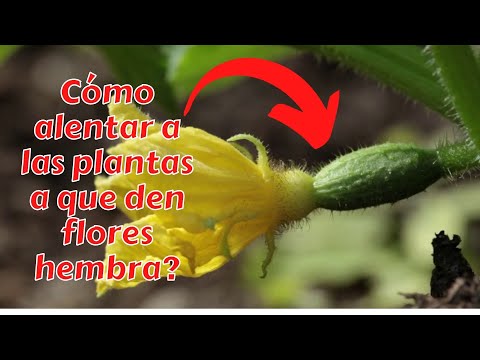 Video: Plantar plantas de la familia de las calabazas: ¿cómo distinguir las plántulas de calabacín de las de pepino? ¿Cuándo y cómo plantar calabacines?