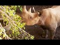 view This Young Rhino is Crucial to the Revival of her Species digital asset number 1