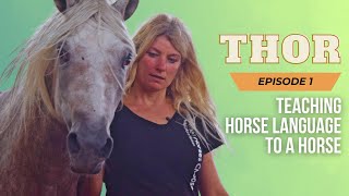 Episode 1: Teaching Thor horse language