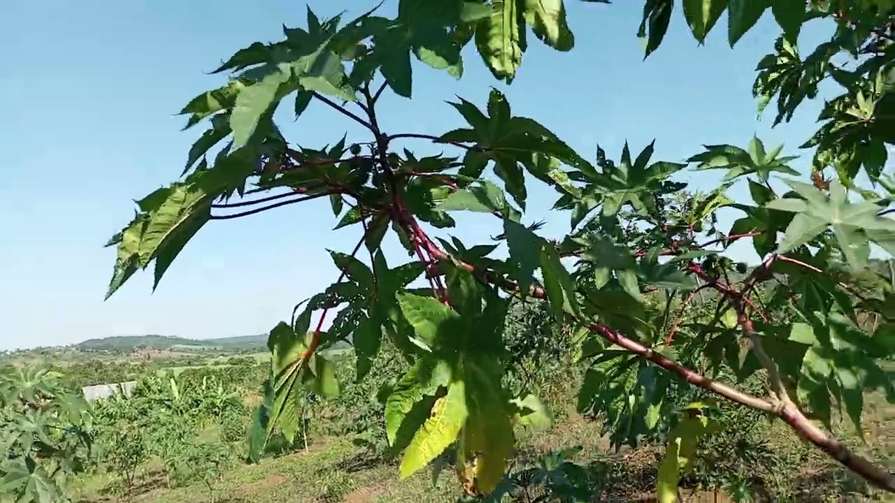 Why the drive for castor farming and benefits ? 