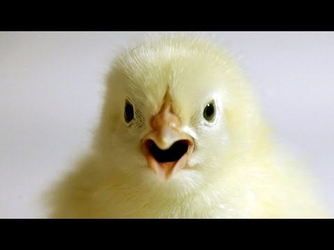 Little chick - Original video by Mindia