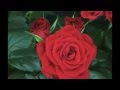 Con una rosa - Vinicio Capossela