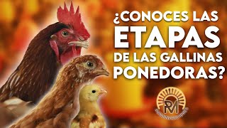 Cuales Son Las Etapas De Las Gallinas Ponedoras
