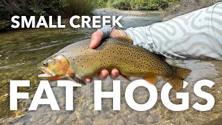 Creek Hogs: Snake River Cutthroat trout in a small creek, tenkara fly fishing in Idaho - Aug '26