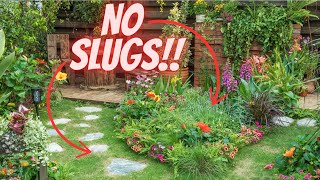 8 Organic Methods to Control Slugs
