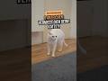 6 Anzeichen - vermisst dich deine Katze bei Abwesenheit?! #katzenliebe #katze #katzenliebhaber