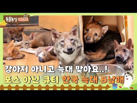 Video: Puppy Bowl XI'ın Karşı konulamaz yarışmacıları ile tanışın