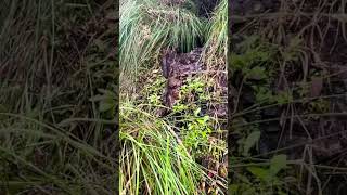 Cámara lenta nature selva music travel paradise life automobile hiking slowed slowmotion