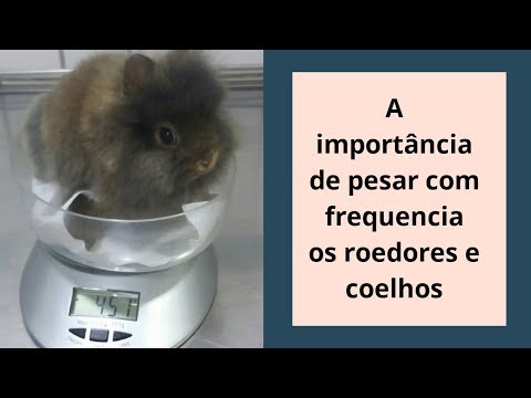 Vídeo: Um coelho é um roedor?