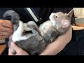 猫ちゃんは、今日も安定の甘えっぷり 猫に愛され過ぎて困っています14