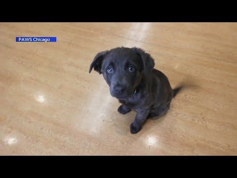 Video: Ombyggnad och försköning Texas Shelter hjälper till adoptionspriser!