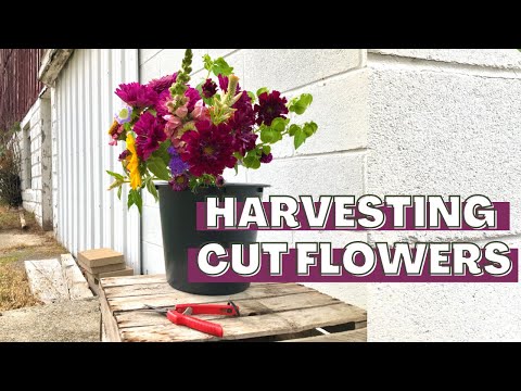 וִידֵאוֹ: איך לקצור פרחים חתוכים: קצירת פרחים מגינות חיתוך