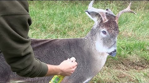 How To Use A Deer Decoy